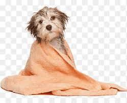 Maybe you would like to learn more about one of these? Dog Grooming Pet Cat Dog Bakery Dog Animals Carnivoran Png Pngegg