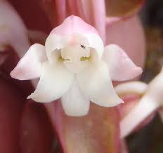 Image result for Satyrium coriophoroides