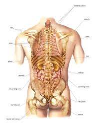 This diagram depicts anatomy of back muscles.human anatomy diagrams show internal organs, cells, systems, conditions, symptoms and sickness information and/or tips for healthy living. External Projection Of Internal Organs Photograph By Asklepios Medical Atlas