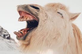 Funny quotes file hosting funny videos. 60 Cool Funny Aesthetic Profile Pictures How To Apps