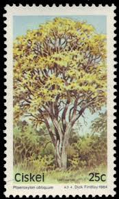 Image result for Ptaeroxylon obliquum