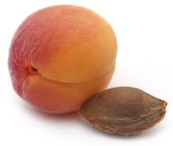 Keep the soil constantly moist but not soggy. How To Grow Apricots From Seed Top Facts Tips