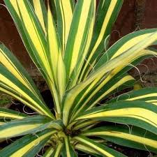 Yucca Colour Guard Yucca Amenagement Jardin Feuille