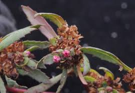 Image result for Bergia salaria