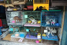 Rize Petshop Rize Merkez