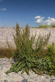 Image result for Rumex crispus