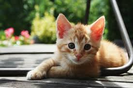 You can choose according to their breed, gender, coat color and pattern. Kittens Born To Feral Cats Can Still Be Purr Fect Pets Cvmbs News