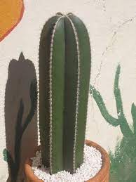 Some cacti even have thorns with barbs, as well as stems that break off easily, so when an animal walks passed it the barbs catch on them and break off part of them stem, which. Stenocereus Marginatus Cactus Plants Cactus Flower Cactus