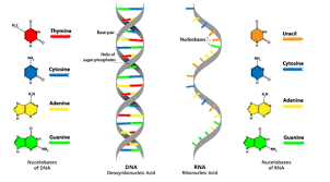 We did not find results for: Komponen Penyusunan Dna Lancang Kuning