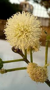 Image result for Xylia africana