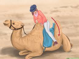 Usually when you wear tight clothes. How To Ride A Camel 12 Steps With Pictures Wikihow