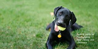 Due to the overwhelming demand for dogs and the current shortage of labs and lab mixes in need of rescue, your wait time to adopt could be very long. Home Brookline Labrador Retriever Rescue Brookline Labrador Retriever Rescue