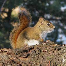 Gilles Gonthier Tamiasciurus Hudsonicus By Jpg American Red Squirrel North American Red Squirrel American Red Squirrel Red Squirrel