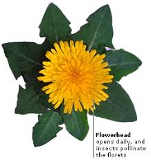 One who cares for and sells plants is called a plant carer and seller. Dk Science Seed Plants
