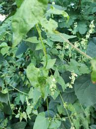 Image result for Fallopia