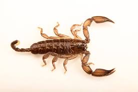 Image result for Scorodophloeus