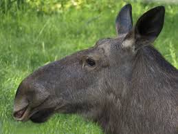 Spain (provincia de alicante, valencia): Elch Tiere Saugetiere Goruma