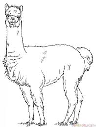 How To Draw An Alpaca Step By Step Drawing Tutorials Alpaca Drawing Drawing Tutorial Llama Drawing