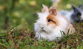 Check spelling or type a new query. All For Pets Pet Food Sechelt Pet Supplies Sechelt Pet Food Sunshine Coast Pet Supplies Sunshine Coast Pet Food Roberts Creek Pet Supplies Roberts Creek Pet Food Halfmoon Bay Pet Supplies Halfmoon