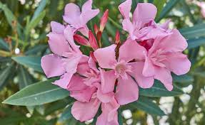 Der oleander (lateinisch nerium oleander) gehört zur pflanzengruppe der hundsgiftgewächse und ist eine stets grüne pflanze deren blätter giftig sind und blüten, zweige und wurzeln besitzt. Oleander Giessen So Finden Sie Das Richtige Mass Mein Schoner Garten