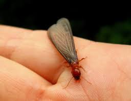 However, not all insects that fly are termites. Is Your Property Too Inviting For Flying Termites What To Look For Blog