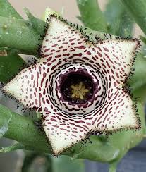 Image result for Orbea paradoxa