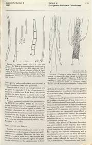 Image result for Pleiotaxis pulcherrima