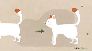 How To Identify Worms In A Cat 14 Steps With Pictures Wikihow Pet