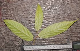 Image result for Huberantha