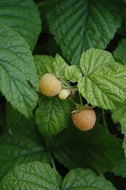 We did not find results for: Fall Gold Raspberry Rubus Fall Gold In Vancouver Victoria Burnaby Penticton Coquitlam British Columbia Bc At Gardenworks