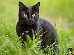 Join millions of people using oodle to find cats and kittens for adoption and sale. Bombay Cat Breed Ukpets