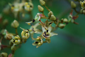 Image result for Dialium guineense