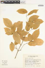 Image result for Combretum schumannii