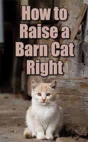 How To Raise A Barn Cat Right Countryside Barn Animals Cats Homesteading Animals