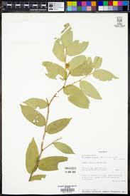 Image result for Drypetes arguta