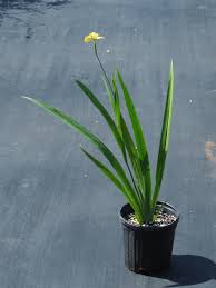 Image result for Thesium vahrmeijeri