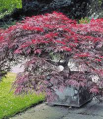 Japanischer Ahorn Burgund 1 Pflanze Japanische Pflanzen Japanischer Ahorn Garten Judasbaum