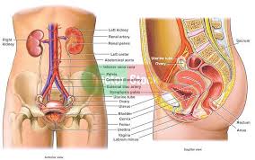 This Medical Exhibit Chart Pictures The Anatomy Of The