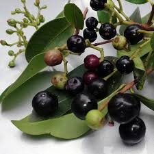 Image result for Syzygium cumini