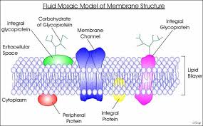 The plasma membrane of the cell is responsible for transport across cell and also for cell recognition. Cell Membrane Introduction Structure Function
