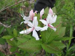 The white azalea plant is often grown in the eastern united states and requires more shade the orchid lights azalea is covered in lavender/light pink flowers. Rhododendron Periclymenoides Wikipedia