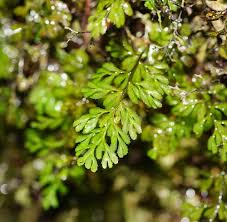 Image result for Hymenophyllum