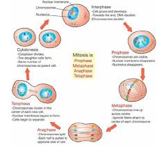 Mitosis Cell Cycle Mitosis Cell Forms