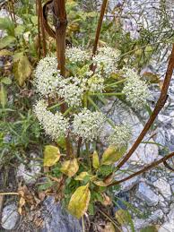 Image result for Xerophyta scabrida