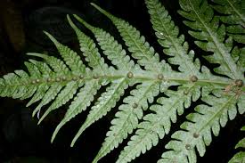 Image result for Tectaria gemmifera