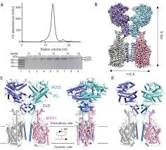 All results related to hawker hart found on 80 scale modeling websites and the scalemates kit database. Structural Basis For The Recognition Of Sars Cov 2 By Full Length Human Ace2 Science