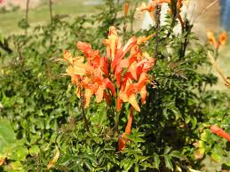 Image result for Momordica corymbifera