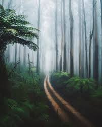 Yarra Ranges National Park National Parks Adventure Is Out There Beautiful Destinations