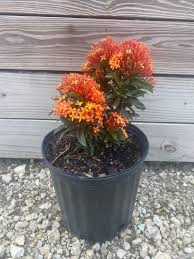 Image result for Ixora laurentii