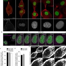 Nucleus of an animal cell going through mitosis. Spatiotemporal Features And Dynamics Of Nuclear F Actin Formation At Download Scientific Diagram